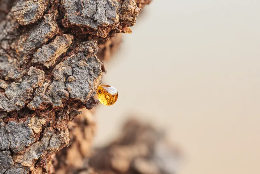 Close-up view of cork oak bark with a single amber bead of sap in soft dawn light.